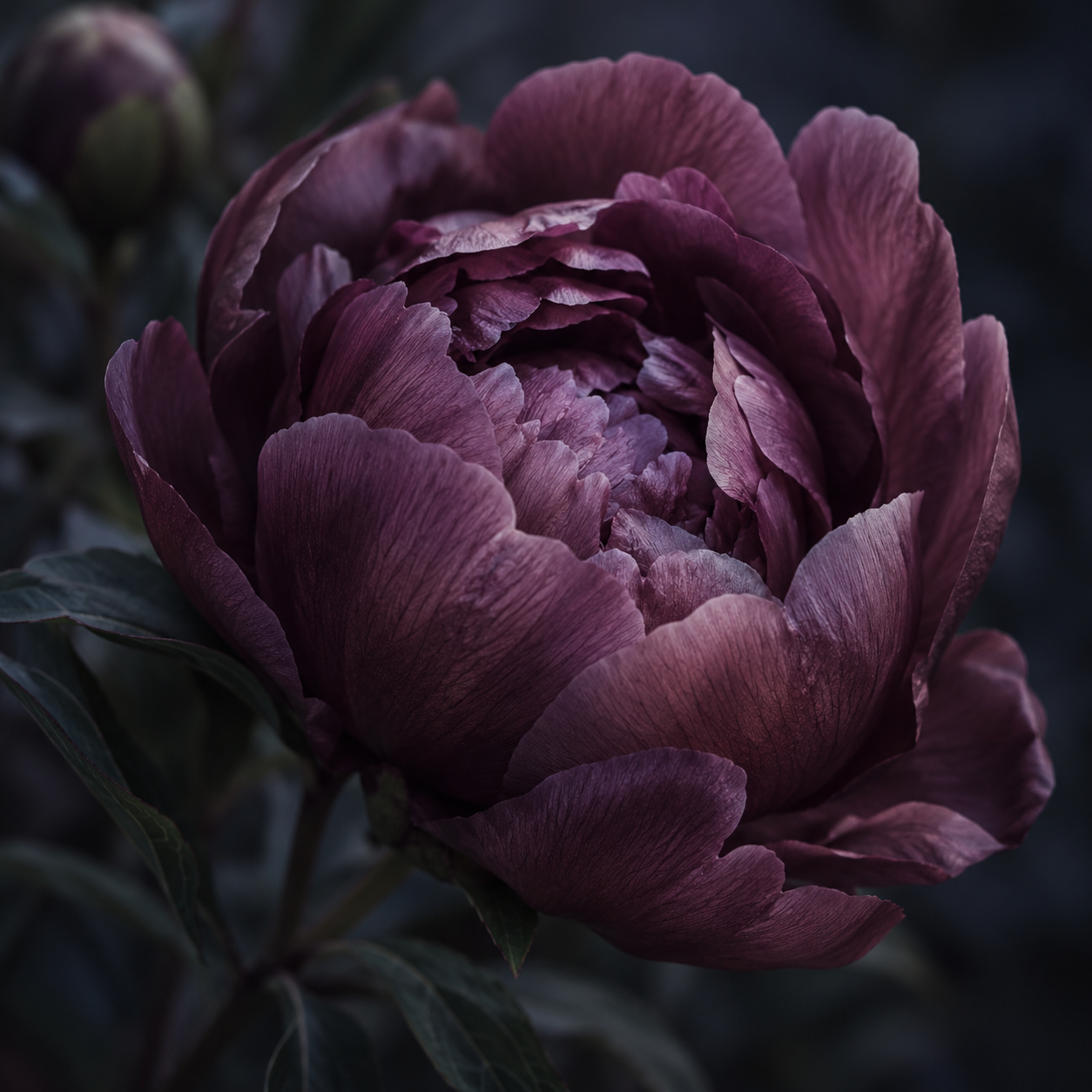 A deep mauve peony opening in soft blue-violet shadow.